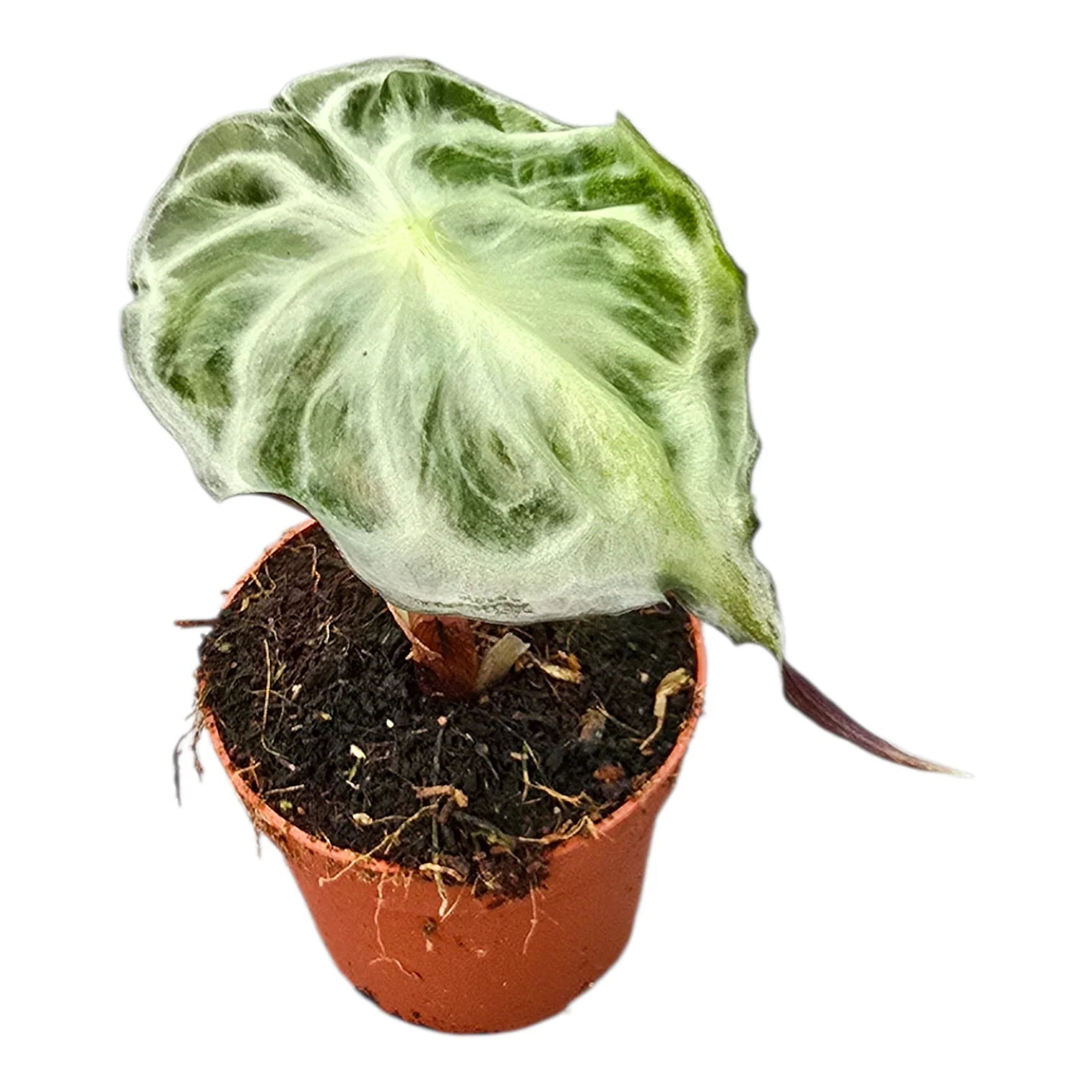 Alocasia Venom Small