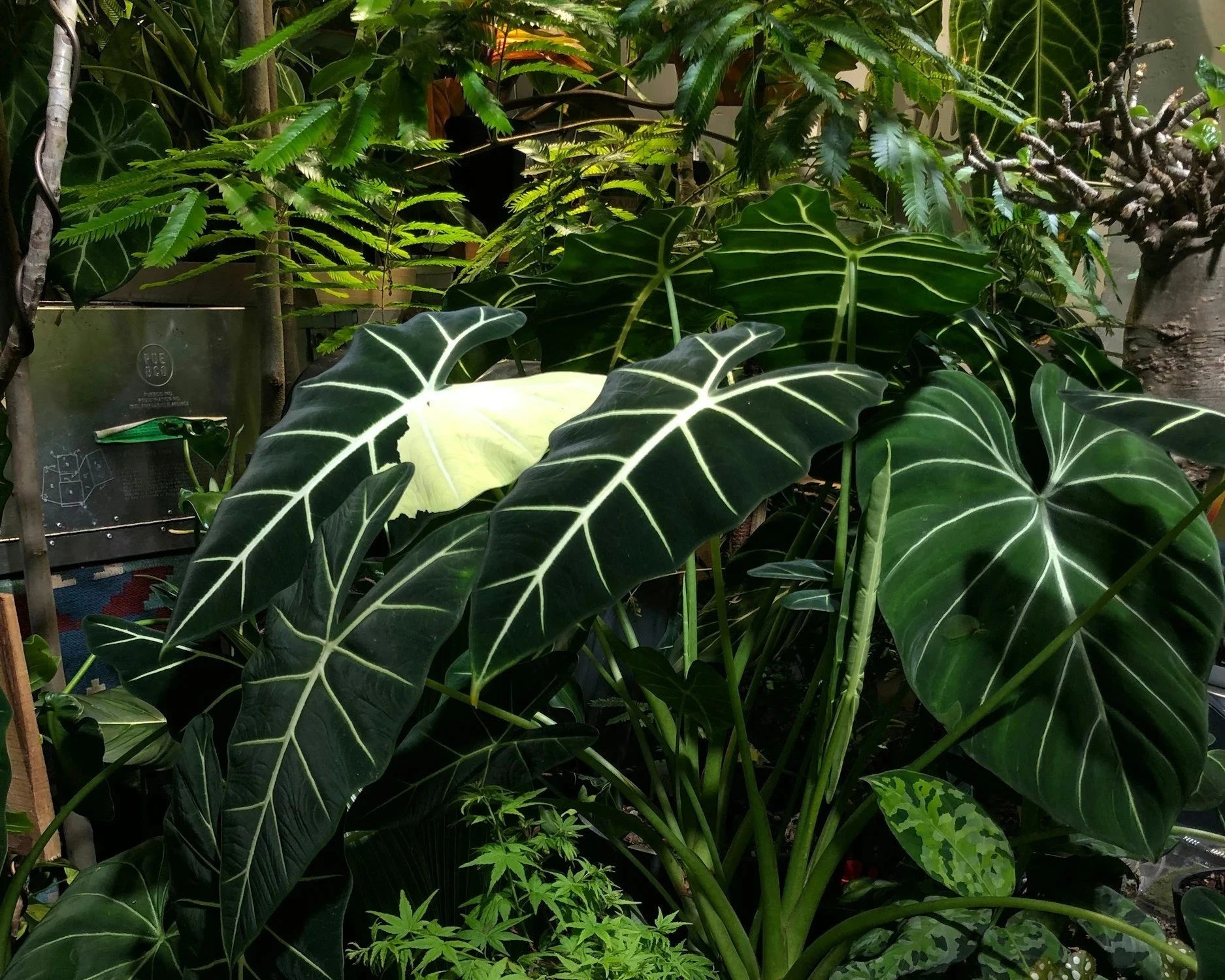Tropical plants in a lush green environment