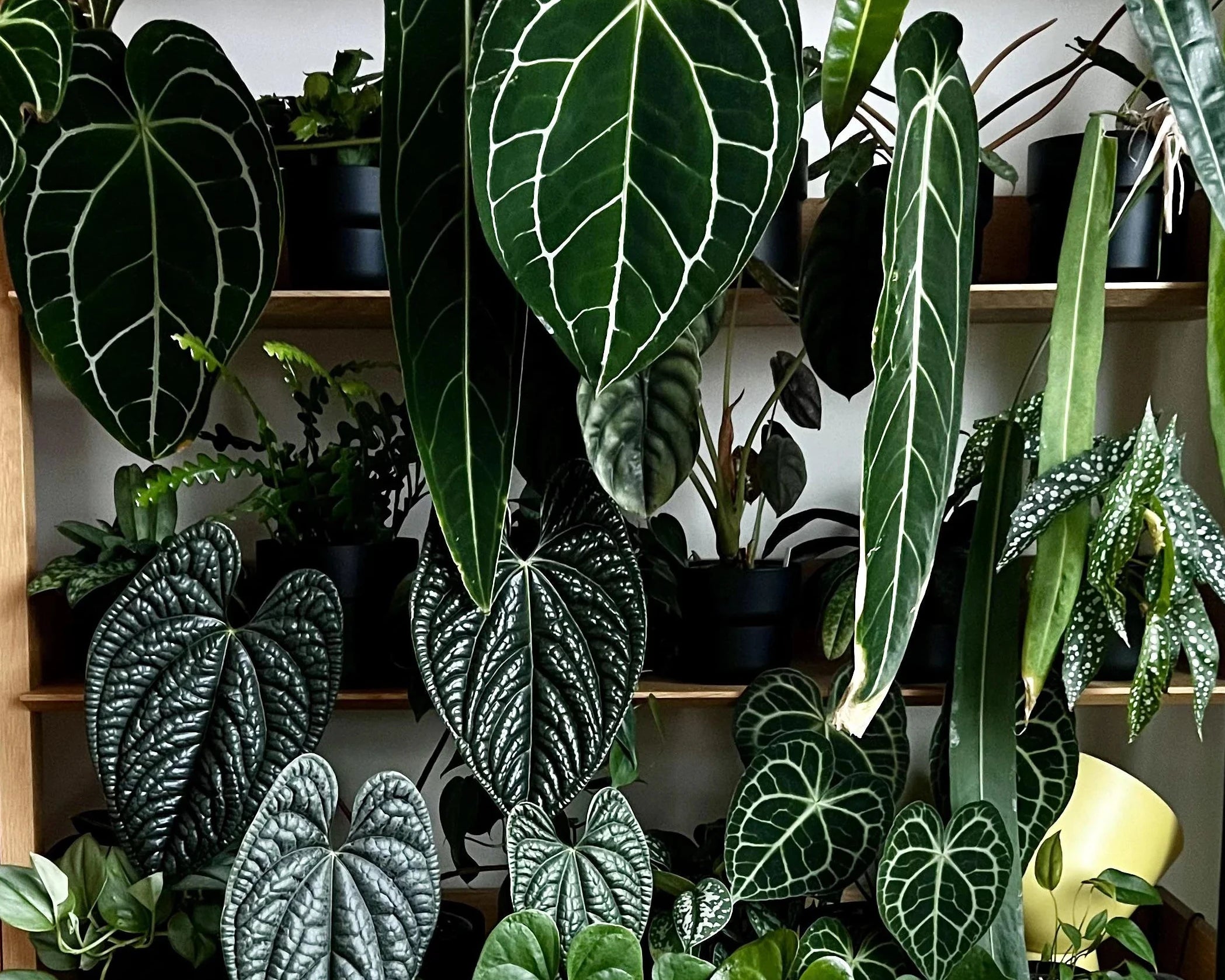 Indoor plants in a room with wooden shelves